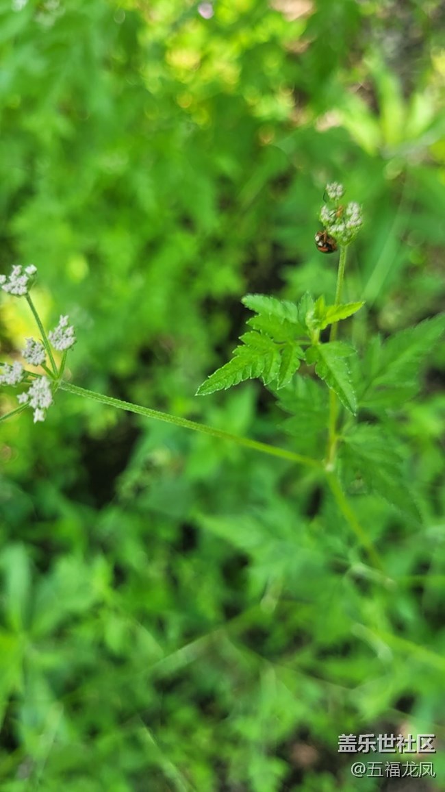 【鏡頭里的美好】綠野