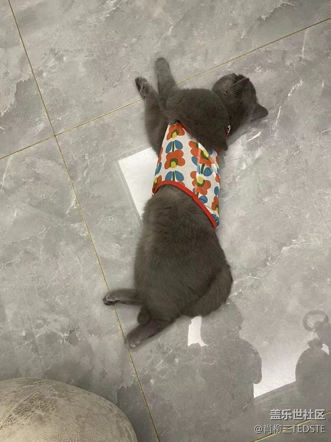 #假期掠影——家寵