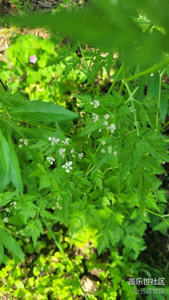 【鏡頭里的美好】綠野