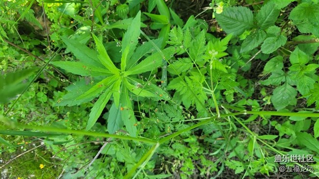 【鏡頭里的美好】綠野