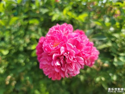 鮮花