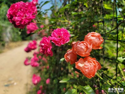 薔薇