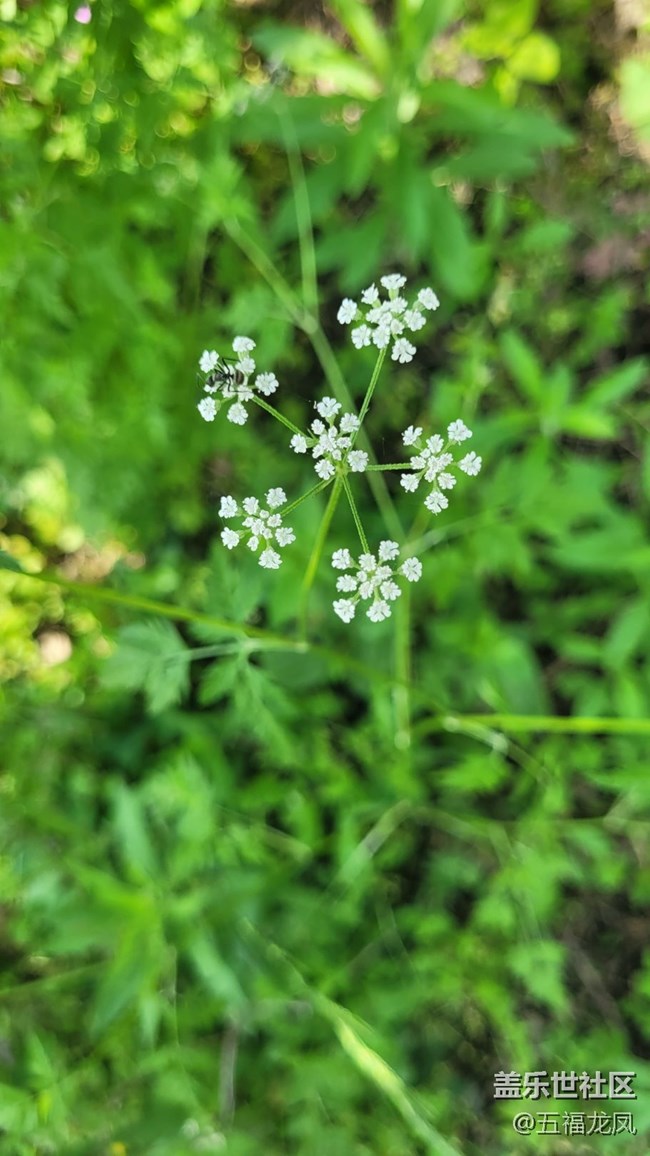 【鏡頭里的美好】綠野
