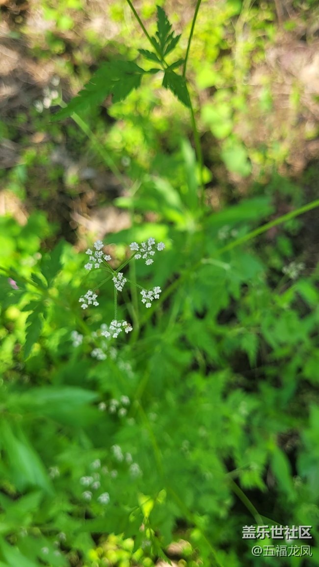 【鏡頭里的美好】綠野