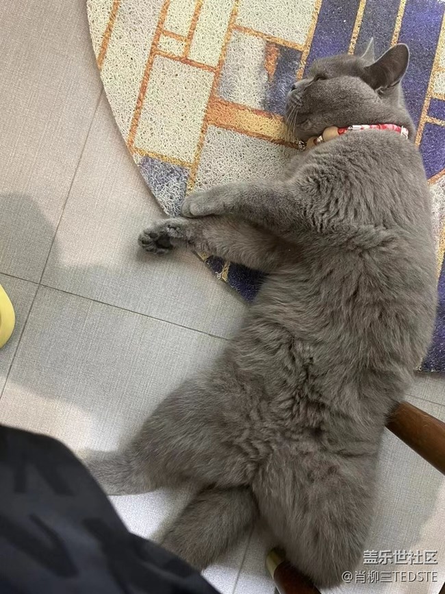 #假期掠影——家寵
