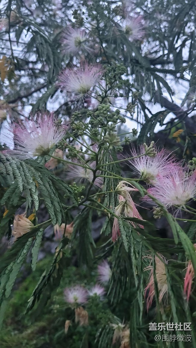 【鏡頭里的美好】絨花樹
