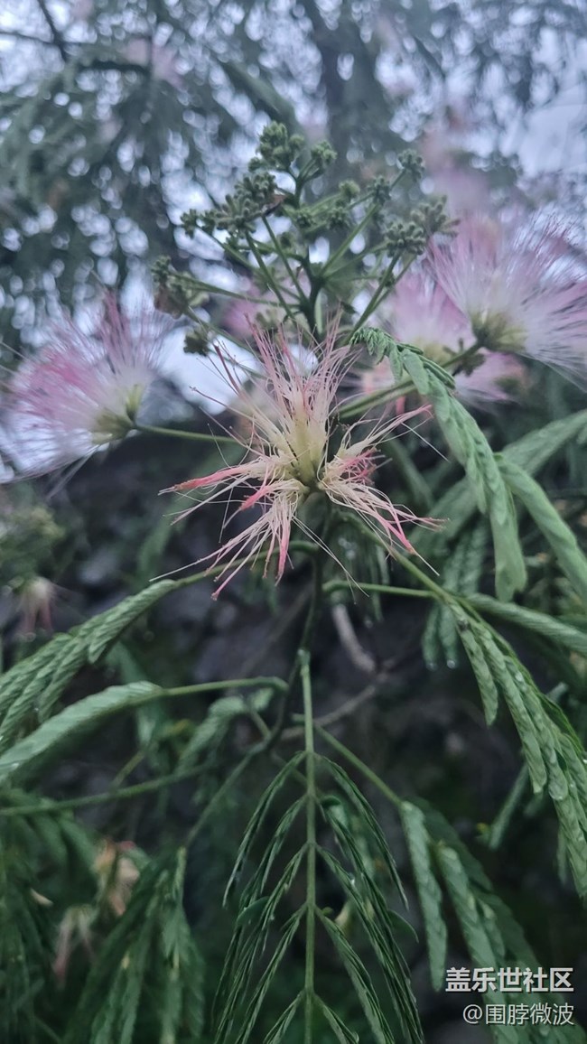 【鏡頭里的美好】絨花樹