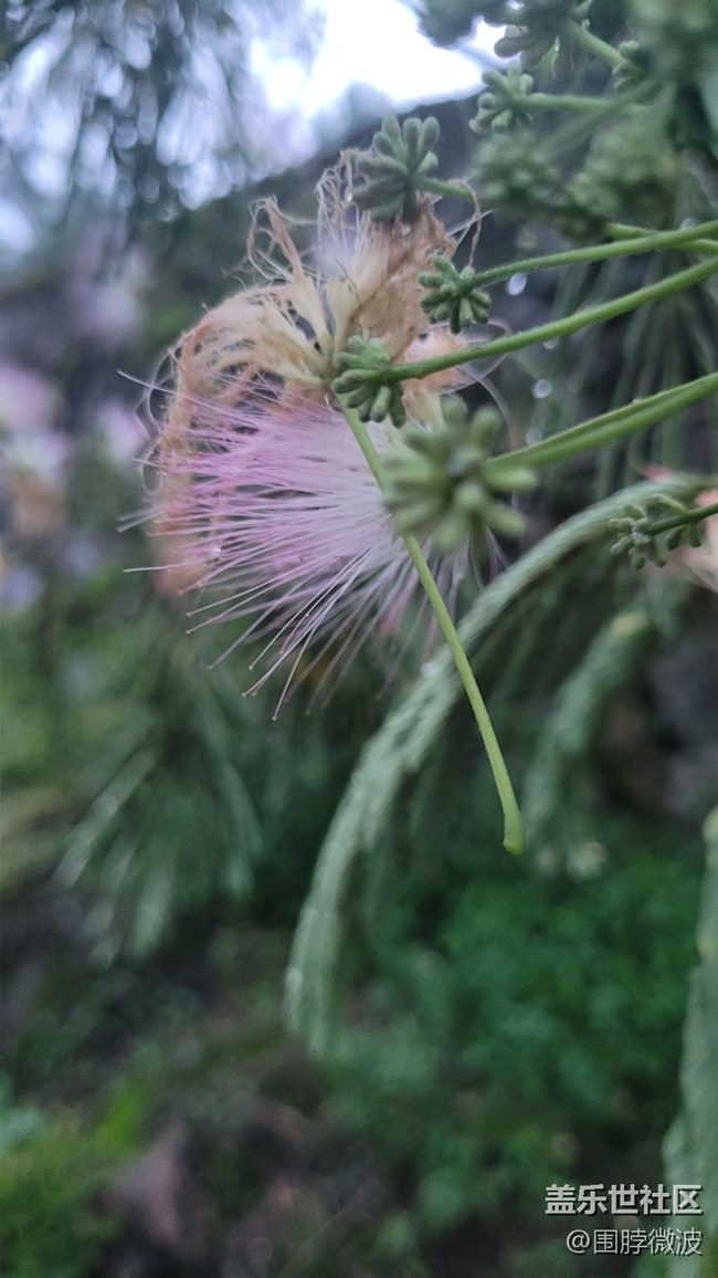 【鏡頭里的美好】絨花樹