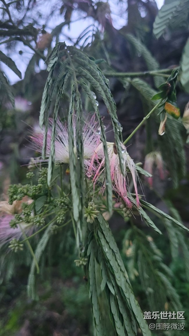 【鏡頭里的美好】絨花樹