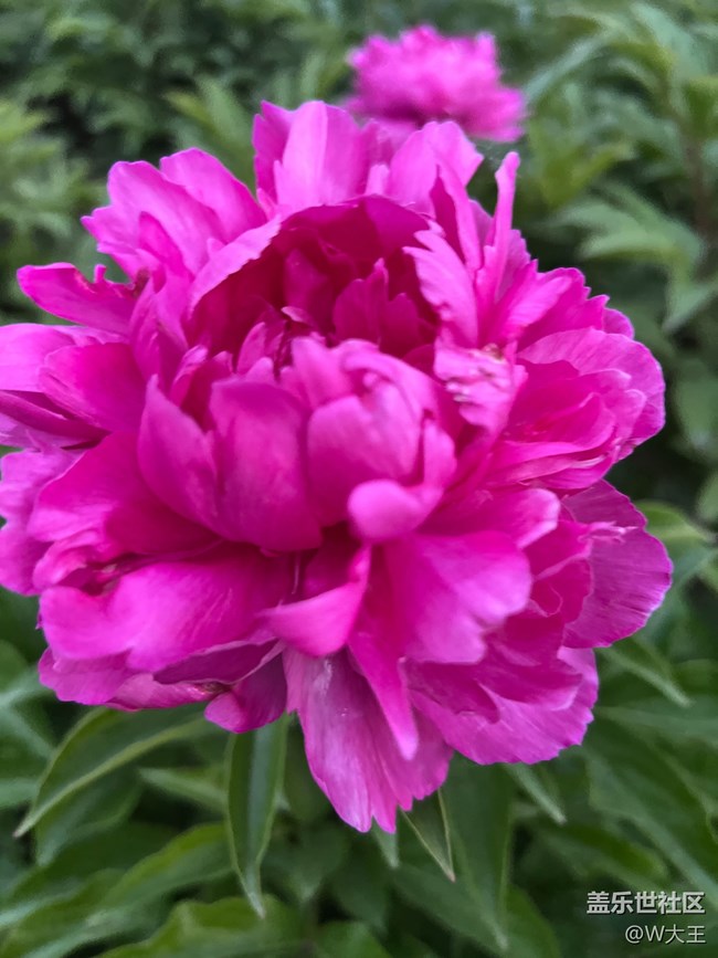 #假期掠影——盛開的花