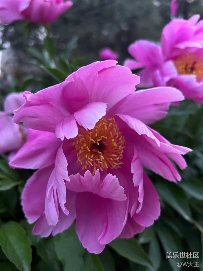 #假期掠影——盛開的花