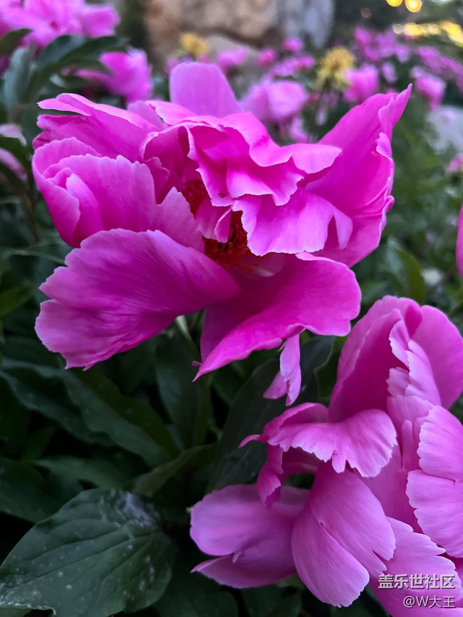 #假期掠影——盛開的花