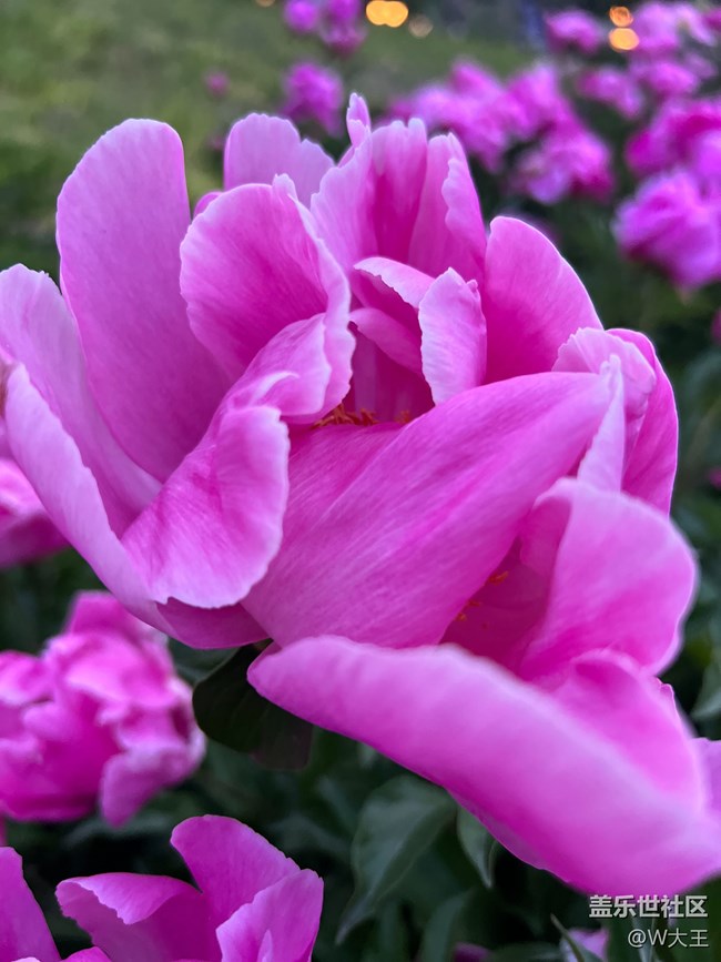 #假期掠影——盛開的花