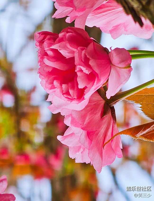 【出游記】+賞花