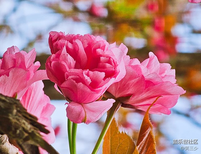 【出游記】+賞花