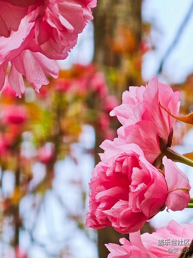 【出游記】+賞花