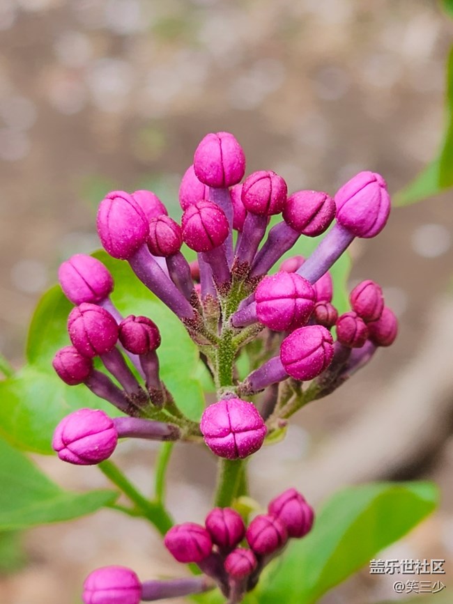 【出游記】+賞花