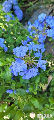 一些花花