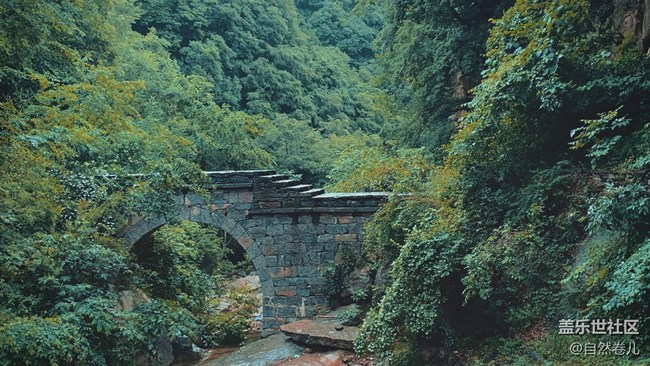 峽谷里的花和橋