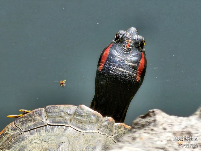 #假期掠影——晒太阳的乌龟