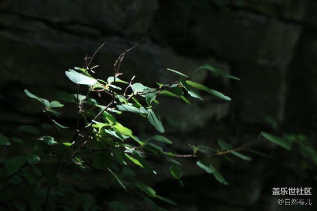 峽谷里的花和橋