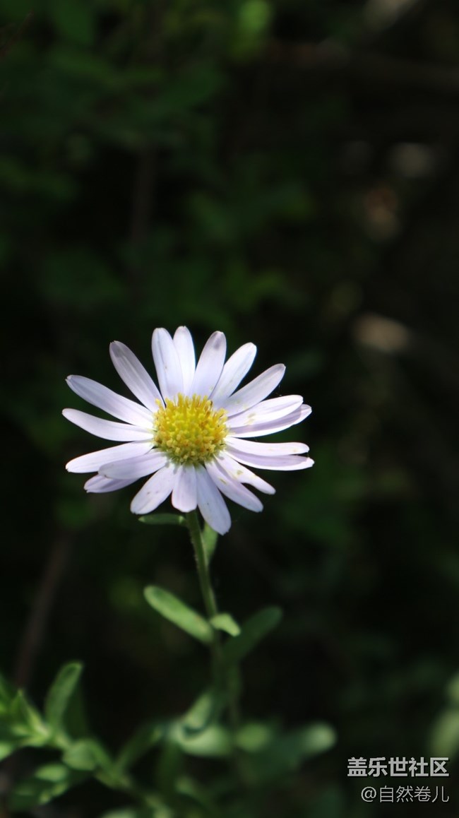 峽谷里的花和橋