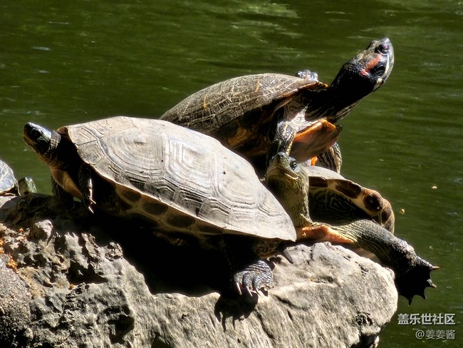 #假期掠影——晒太阳的乌龟