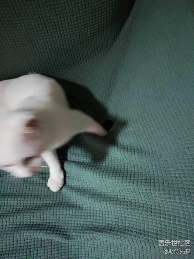 【歡樂一刻】傻貓仔