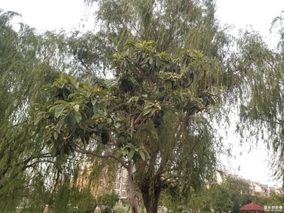 【陽光燦爛的日子】+ 東湖公園