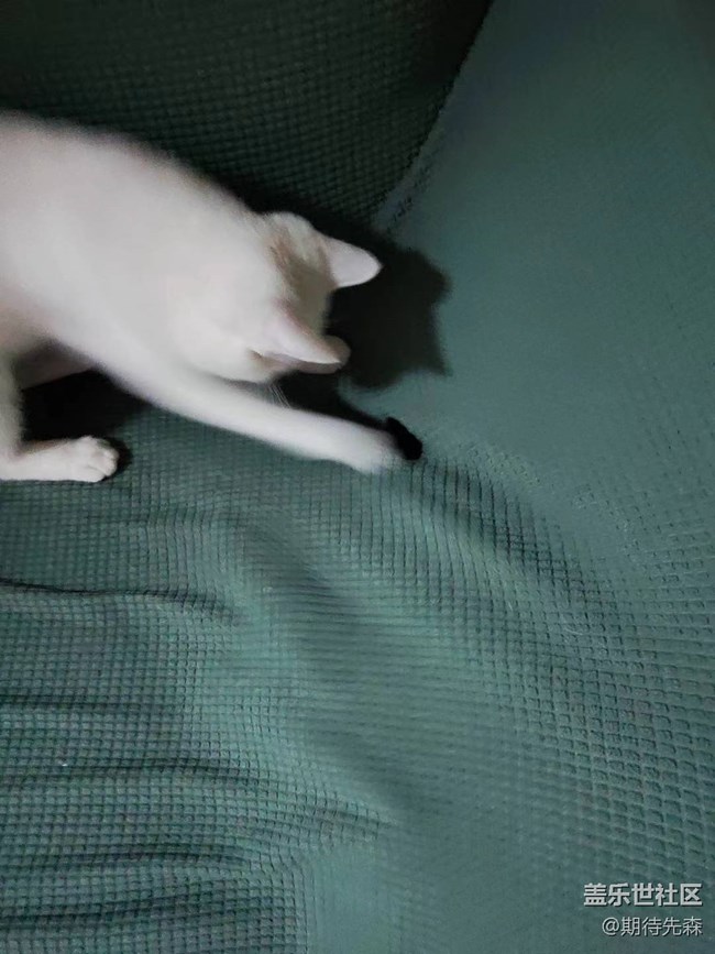 【歡樂一刻】傻貓仔