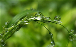 【拍有生活】雨珠