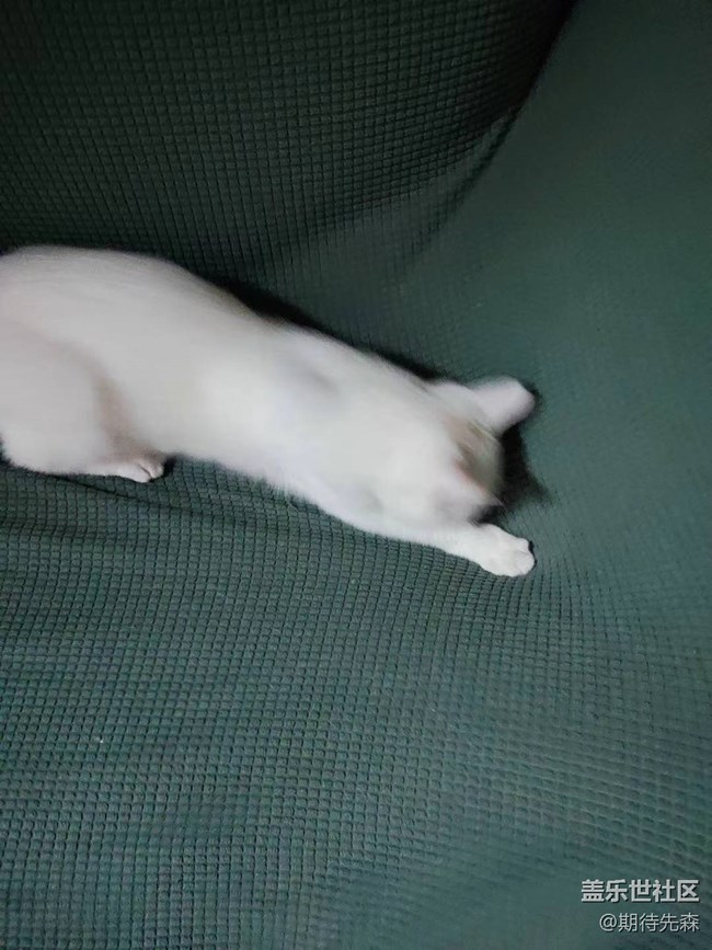 【歡樂一刻】傻貓仔