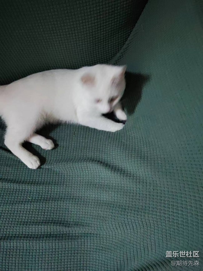 【歡樂一刻】傻貓仔