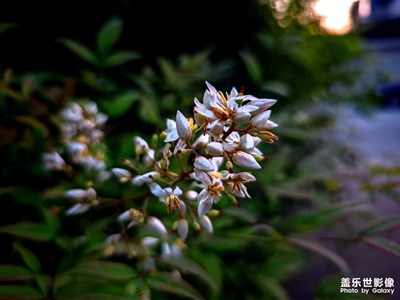 這是什么花