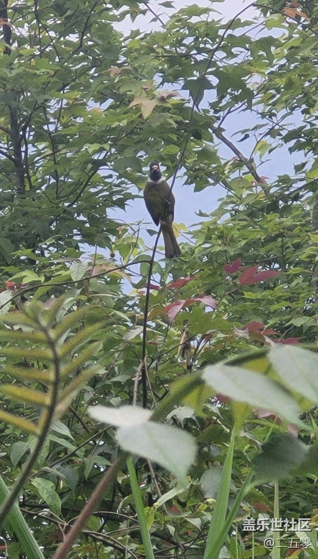 【擁抱自然】鳥(niǎo)兒