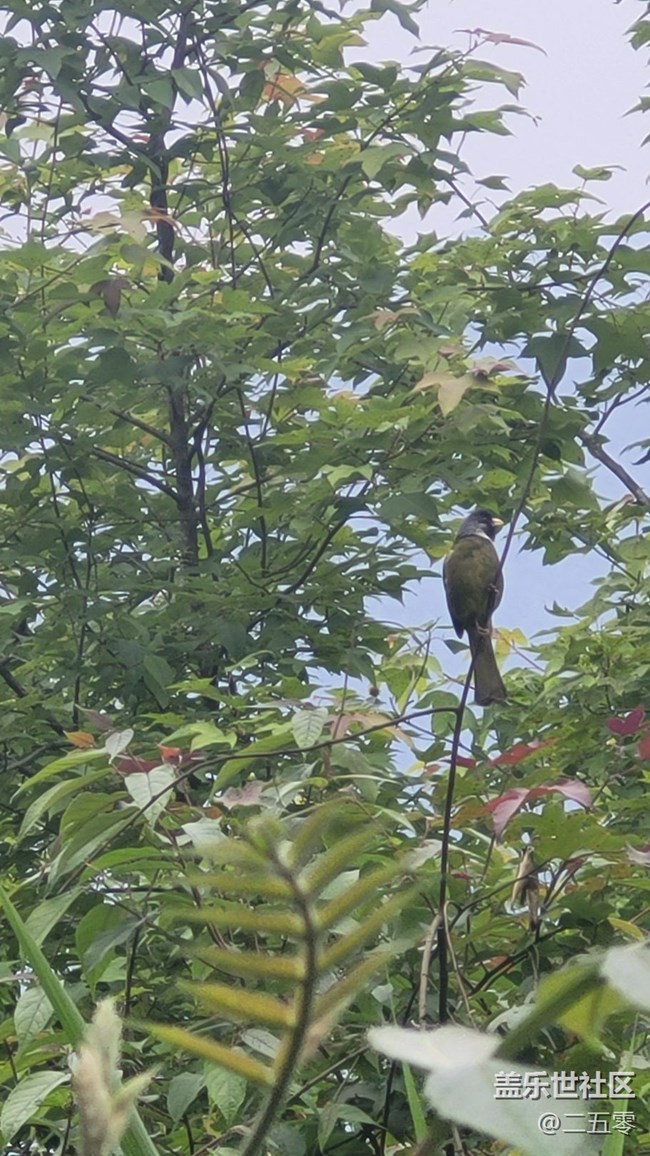 【擁抱自然】鳥(niǎo)兒