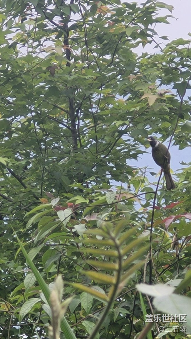 【擁抱自然】鳥(niǎo)兒