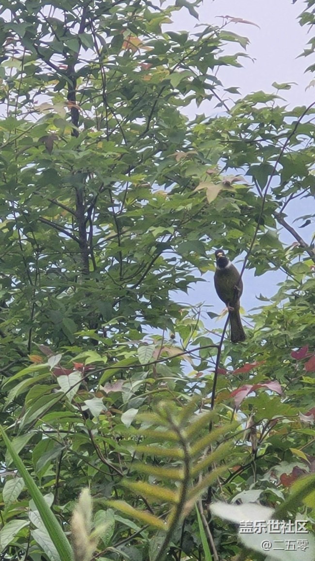 【擁抱自然】鳥(niǎo)兒