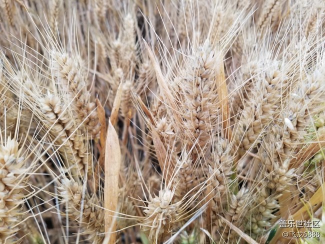 雨中的麦
