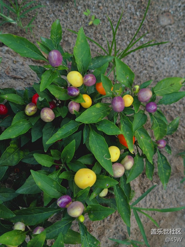 【鏡頭里的美好】花花草草