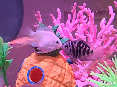 微景觀+親嘴的小魚(yú)