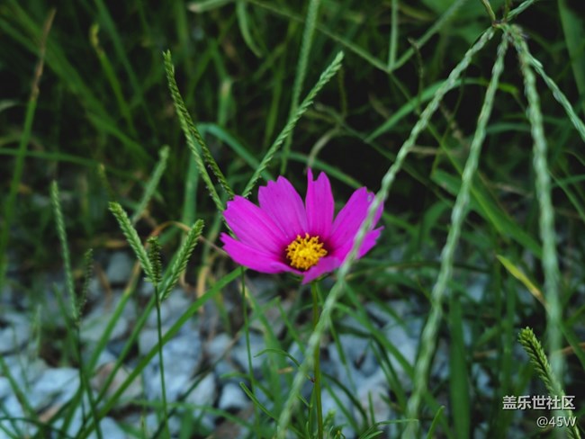 【鏡頭里的美好】花花草草