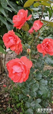 紅火火