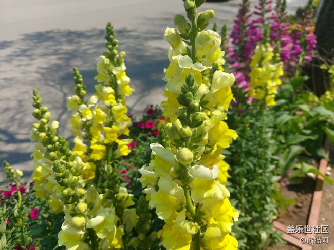 【鏡頭里的美好】路邊花兒