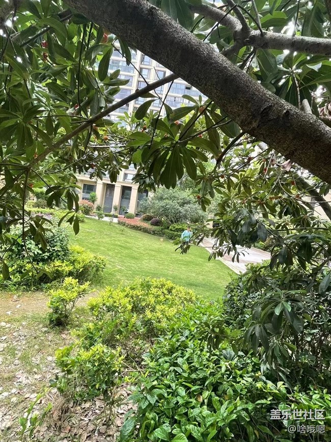 #假期掠影——摘楊梅