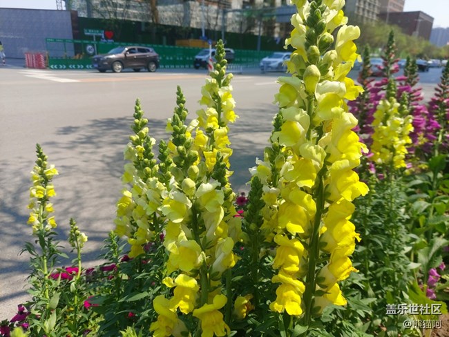 【鏡頭里的美好】路邊花兒