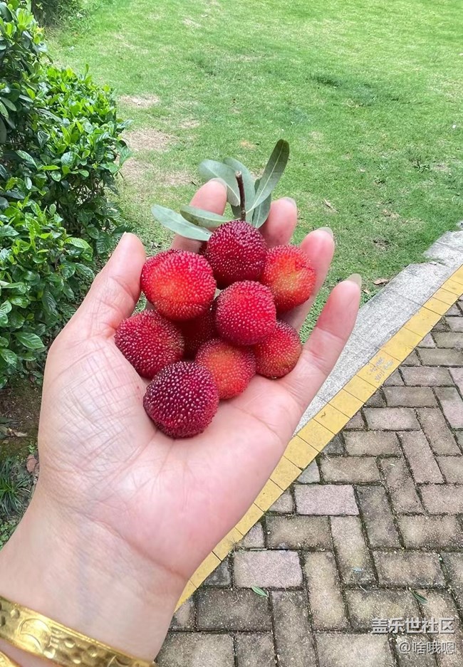 #假期掠影——摘楊梅