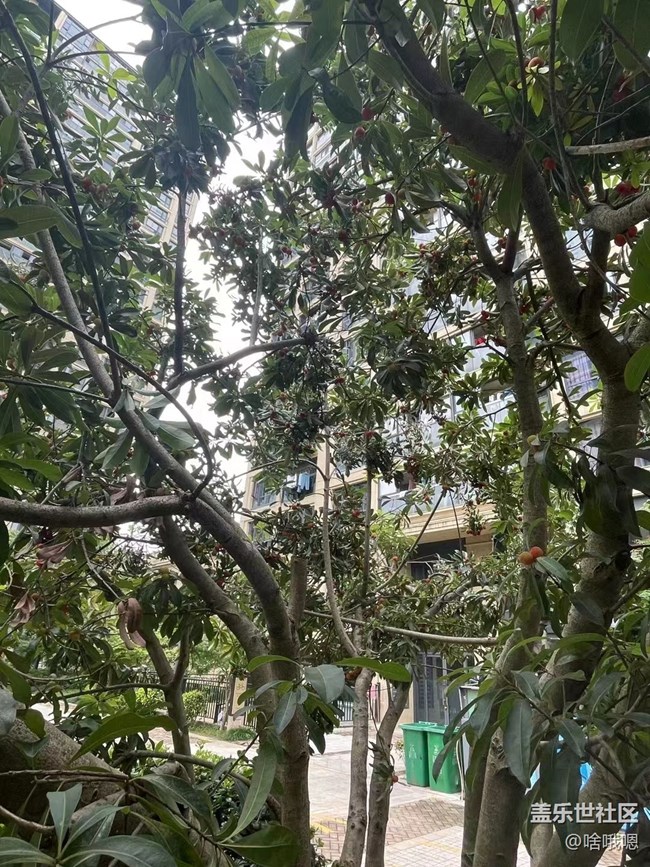 #假期掠影——摘楊梅