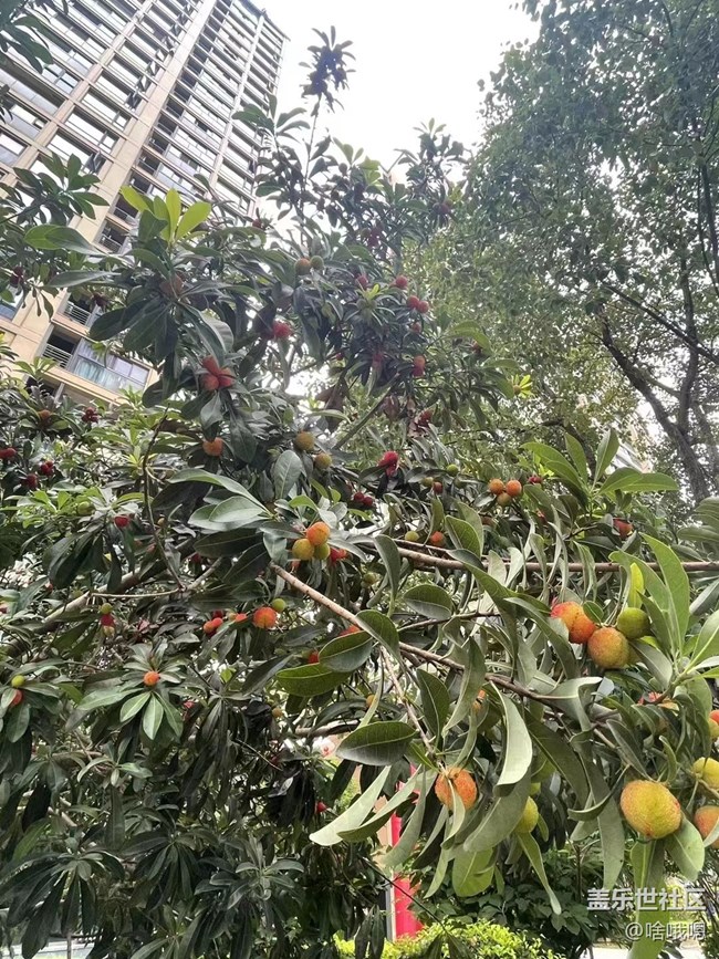 #假期掠影——摘楊梅