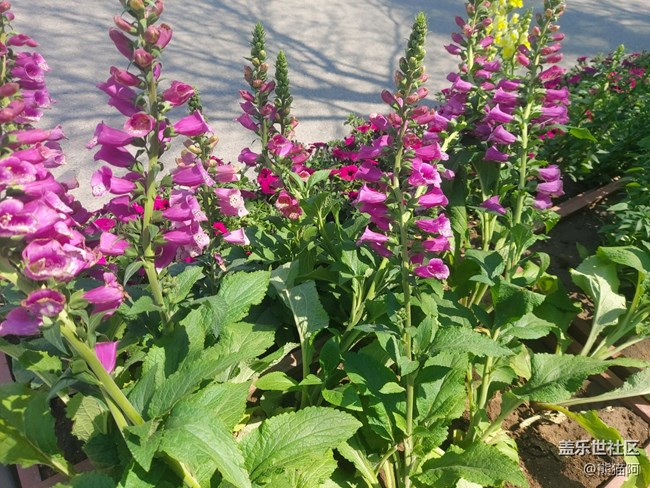 【鏡頭里的美好】路邊花兒